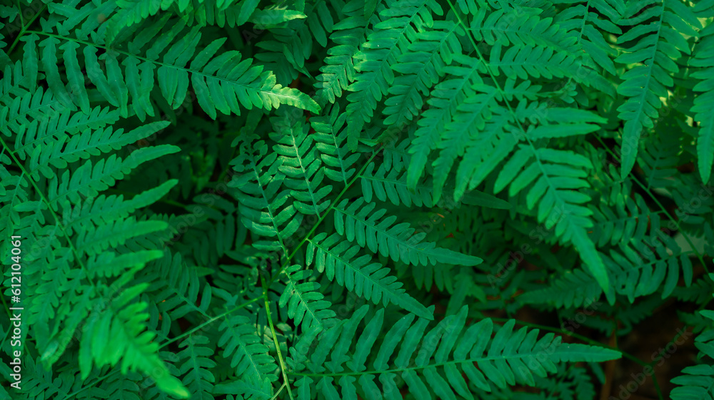 A dense fern in a green forest. The fern pattern