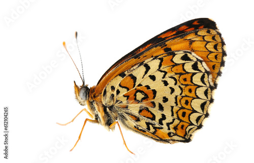 Melitaea phoebe butterfly, Knapweed fritillary isolated on white, side view, clipping