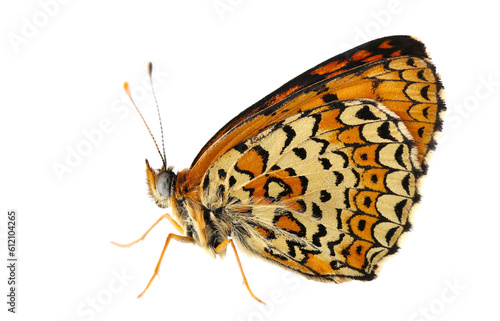 Melitaea phoebe butterfly, Knapweed fritillary isolated on white, side view, clipping photo