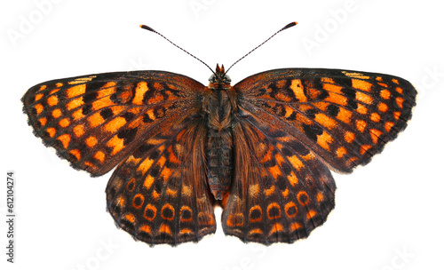 Melitaea phoebe butterfly, Knapweed fritillary isolated on white, top view, clipping path photo