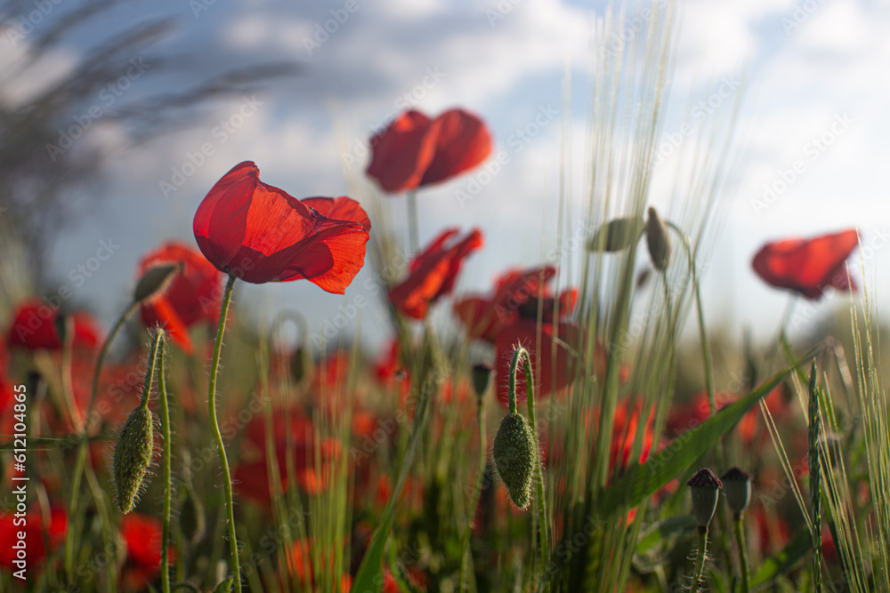 Obraz premium The poppies