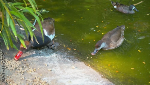 Enten beim fressen
