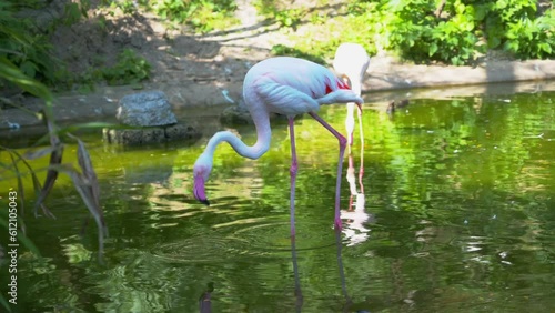 Flamingos in einem Teich