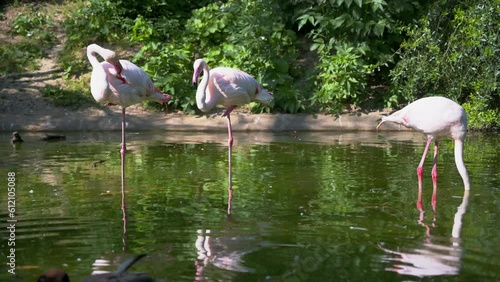 Flamingos in einem Teich