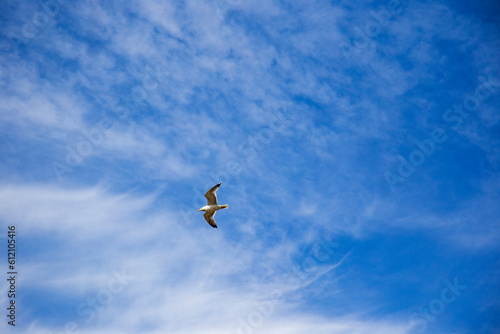 seagull in the blue cloudy sky copy space