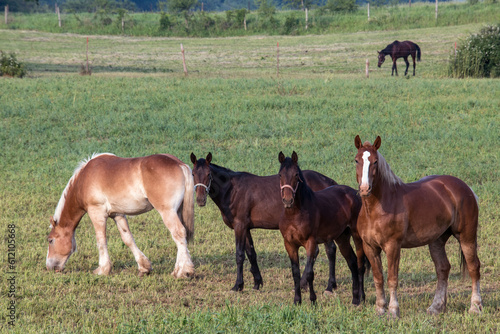 Horses in rural farm field.