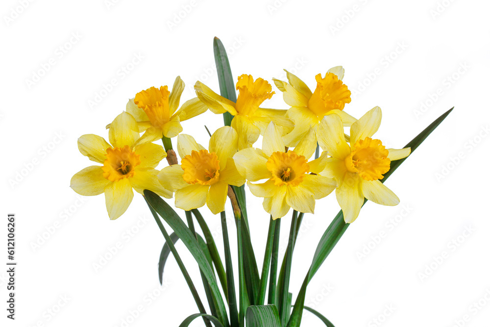beautiful yellow flowers daffodils in a vase on a white background beautiful yellow flowers daffodils in a vase on a white background