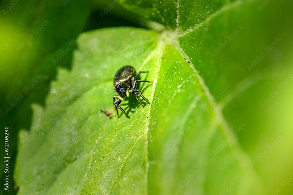 Spider on leaf Spider on leaf