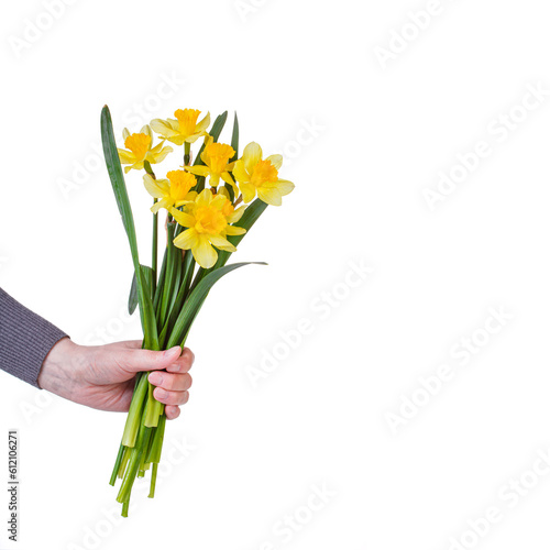 Fototapeta Naklejka Na Ścianę i Meble -  beautiful yellow flowers daffodils in the hands of a girl on a white background