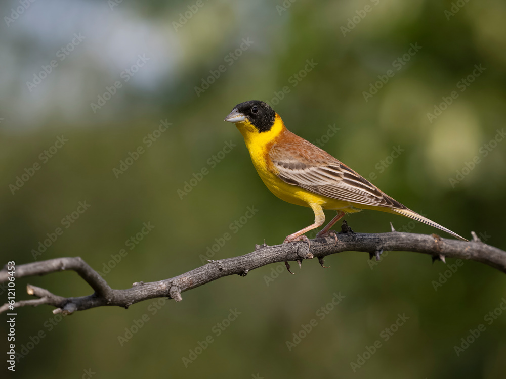 Black-headed bunting, Emberiza melanocephala,