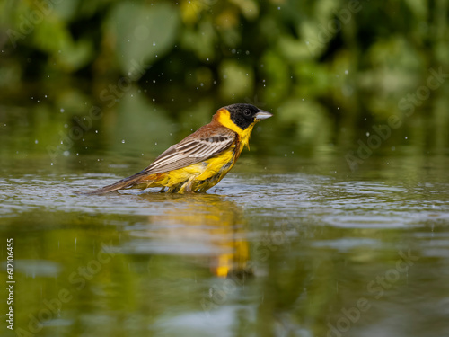 Black-headed bunting, Emberiza melanocephala, photo