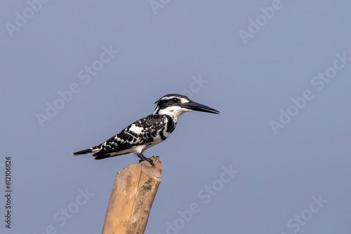 Pied kingfisher or Ceryle rudis observed in Gajoldaba in West Bengal, India photo