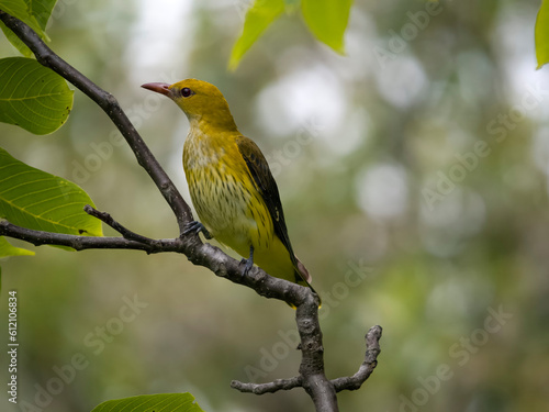 Golden oriole, Oriolus oriolus photo