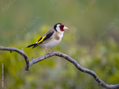Goldfinch, Carduelis carduelis photo