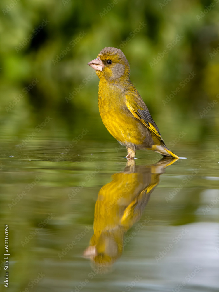 Greemfinch, Chloris chloris Greemfinch, Chloris chloris