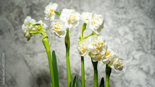 Fototapeta Naklejka Na Ścianę i Meble -  Flower of double daffodil white with yellow core against the background of gray concrete wall. First spring flowers