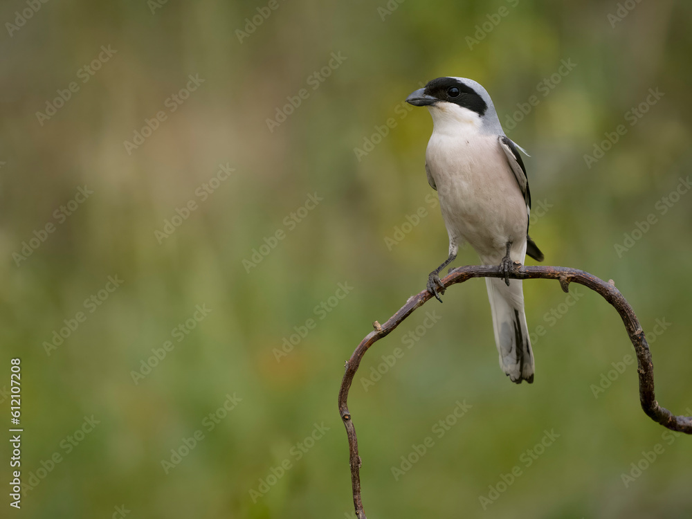 Lesser grey shrike, Lanius minor Lesser grey shrike, Lanius minor