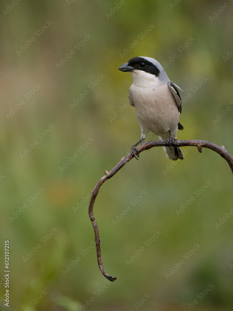 Lesser grey shrike, Lanius minor Lesser grey shrike, Lanius minor