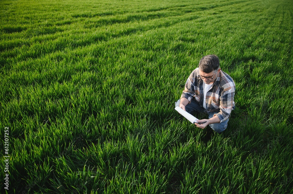 A young farmer inspects the quality of wheat sprouts in the field. The concept of agriculture. A young farmer inspects the quality of wheat sprouts in the field. The concept of agriculture.
