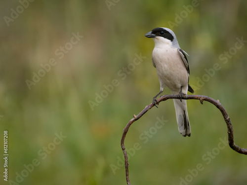 Lesser grey shrike, Lanius minor