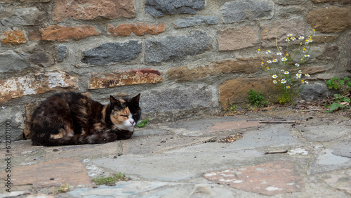 Multicolored-haired stray cat sleeps peacefully in front of a stone wall © Arda ALTAY