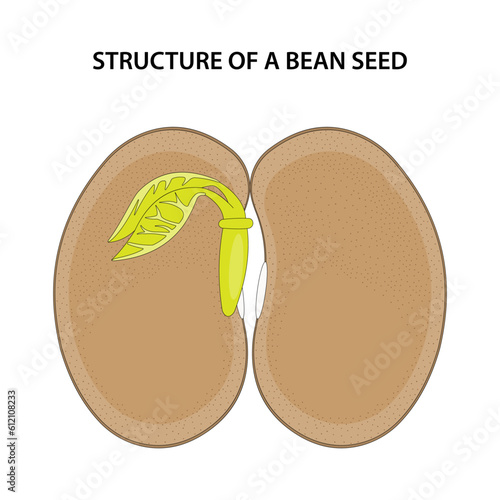 Structure of a Bean Seed. Diagram unlabelled.