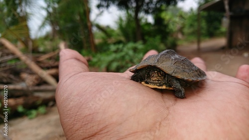 turtle on a palm