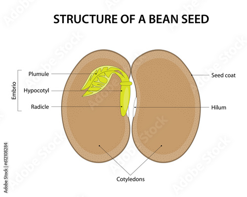 Structure of a Bean Seed. Diagram labelled.