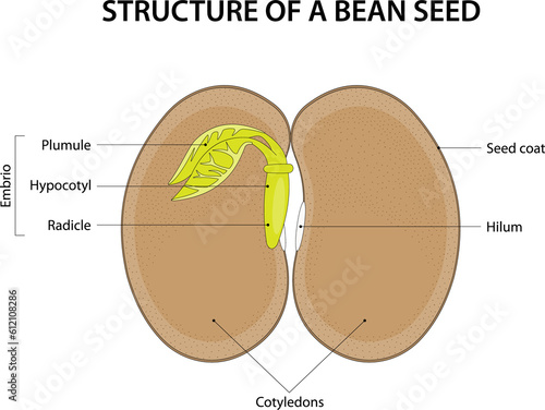 Structure of a Bean Seed. Diagram labelled.