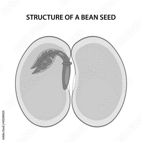 Structure of a Bean Seed. Diagram unlabelled.