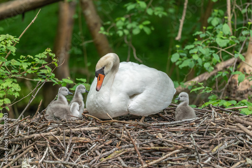 Mute swan (Cygnus olor) with her chicks on the nest.
