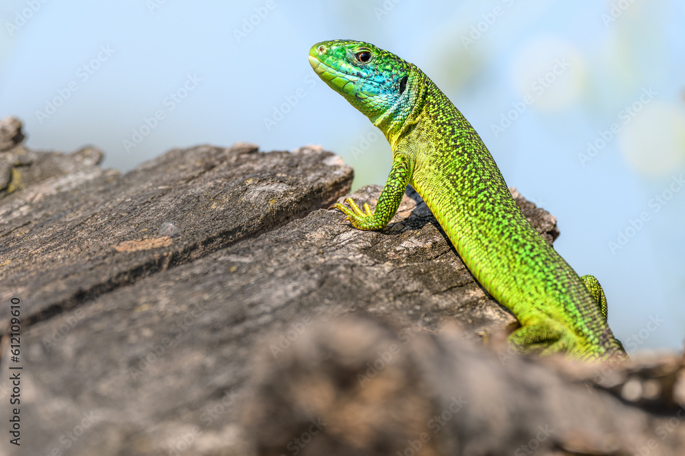 Western green lizard (Lacerta bilineata) male basking in the sun in the brush. Western green lizard (Lacerta bilineata) male basking in the sun in the brush.