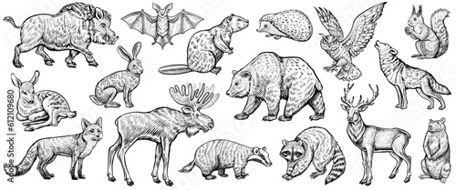 Forest animals, vector sketch. Deer, fox, wolf, raccoon, moose, owl, and other wild woodland animals. Collection of vintage-style illustrations.