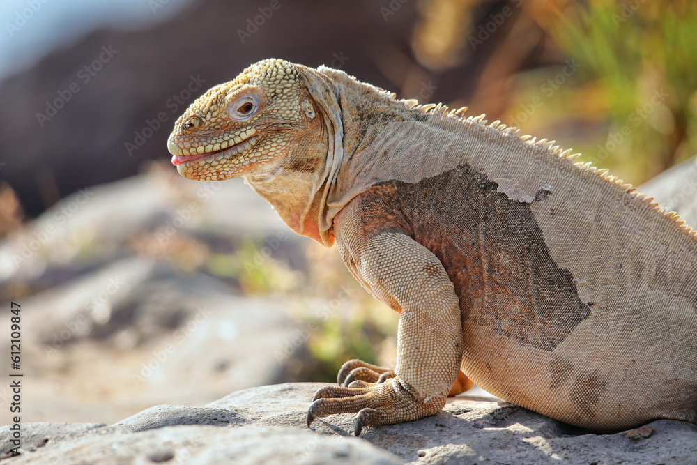 Fototapeta premium Barrington land iguana on Santa Fe Island, Galapagos National Park, Ecuador