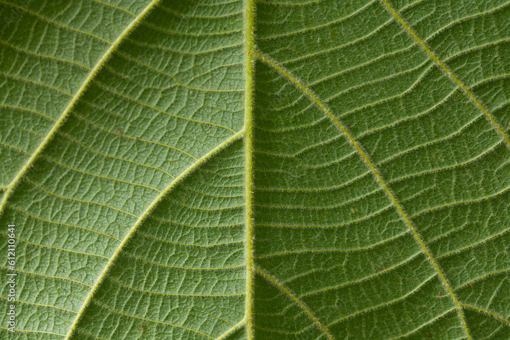 green leaf texture green leaf texture