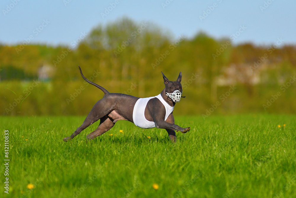 Mexican Hairless Dog running lure coursing