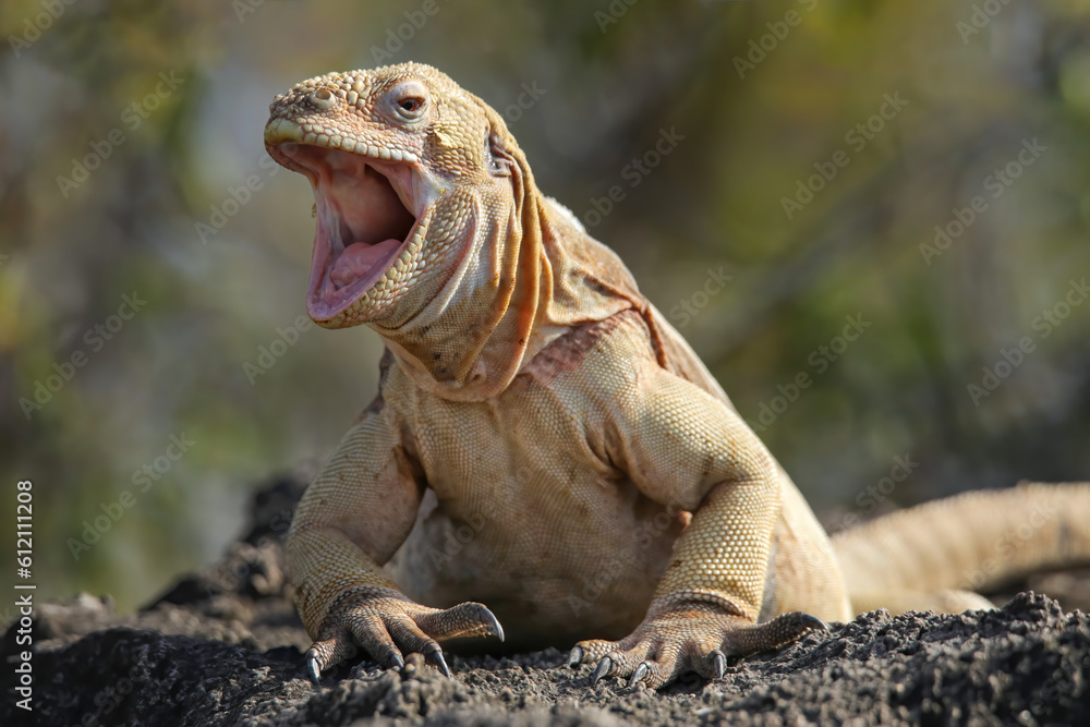 Fototapeta premium Barrington land iguana on Santa Fe Island, Galapagos National Park, Ecuador