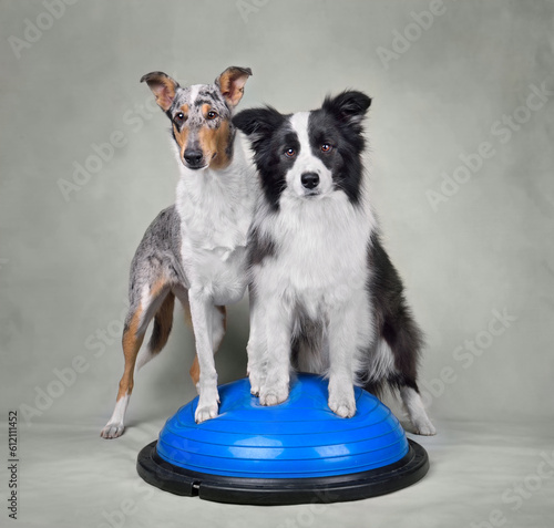 Canvas Print Two Collie dogs durig dog fitness trainig