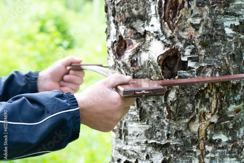 A forest engineer measures the diameter of a tree.Preparation of the forest for cutting.