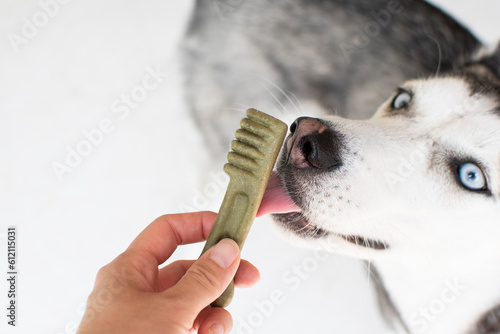 Dog's Dental care concept. Siberian Husky with dental treats. Hand giving a treat to a dog.  