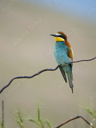 European bee-eater, Merops apiaster