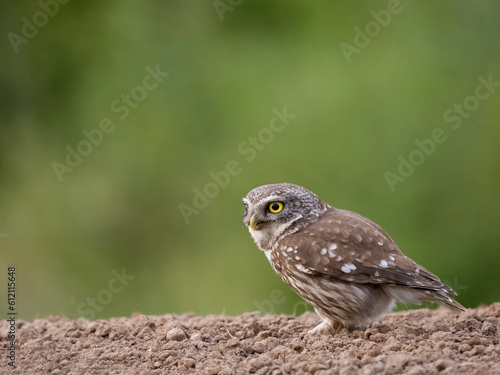 Little owl, Athene noctua,