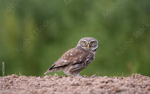 Little owl, Athene noctua, © Erni