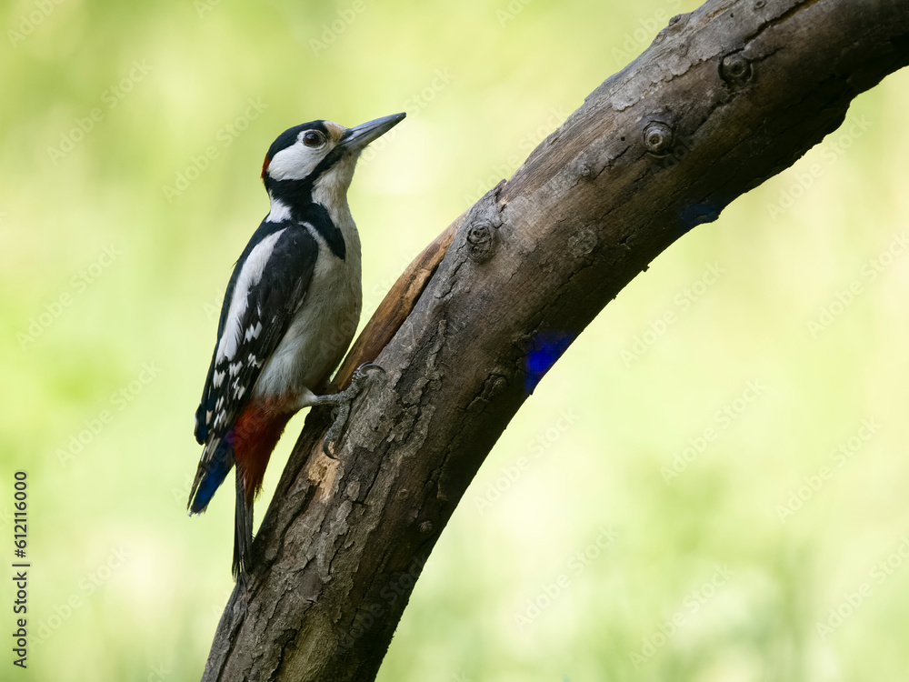 Fototapeta premium Syrian woodpecker, Dendrocopos syriacus