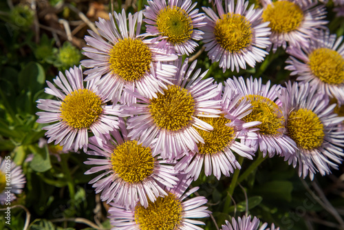 Beautiful big pink and yellow daisies in the sunshine with green leaves