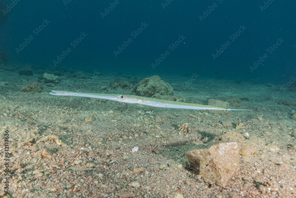 Squid in the Red Sea Colorful and beautiful, Eilat Israel
Squid in the Red Sea Colorful and beautiful, Eilat Israel