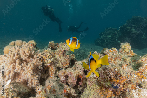 Clownfish in the Red Sea Colorful and beautiful, Eilat Israel  © yeshaya