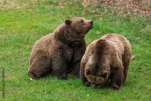 male brown bear (Ursus arctos) on the lawn photo