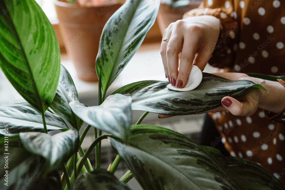 Obraz premium Woman hand wiping dust off green leaves of chinese evergreen (aglaonema). Woman cleaning indoor plants, taking care of houseplants