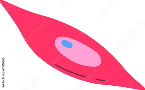 Smooth Muscle Human Cell